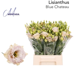 Eustoma Double Blue Chateau 45cm