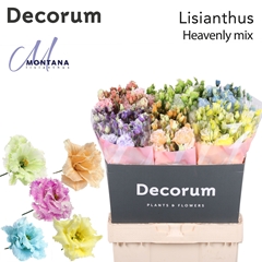 Eustoma Double Painted Safari Mix 70cm