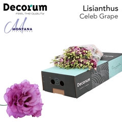 Eustoma Double Celeb Grape 70cm