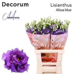 Eustoma Double Alissa Blue 60cm