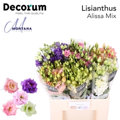 Eustoma Double Alissa Mix 60cm