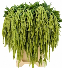 Amaranthus Caudatus Viridis 80cm
