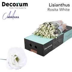 Eustoma Double Rosita White 70cm