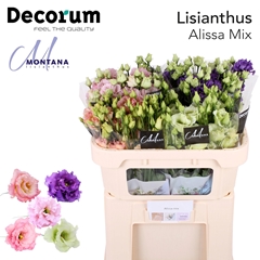 Eustoma Single Botanic Mix 70cm