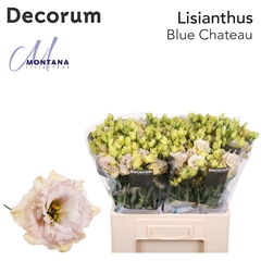 Eustoma Double Blue Chateau 60cm