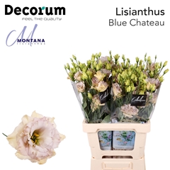 Eustoma Double Blue Chateau 60cm
