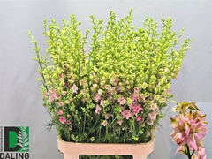 Consolida Regalis Qis Light Pink 100cm