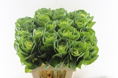 Brassica White Crane 65cm