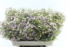Chamelaucium Wendy Rose 70cm 60gr.