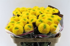 Chrysanth Single Brasiliana 70cm 80gr.