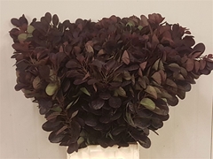 Cotinus Coggygria Royal Purple 70cm