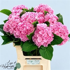 Hydrangea Verena 60cm 18-20cm Hd