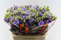 Eustoma Double Corelli Lavender 70cm