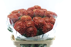 Chrysanth Single Bigoudi Copper 75cm 105gr.