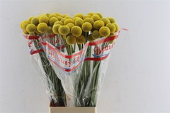 Craspedia Paintball Pop 75cm
