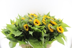 Helianthus Sunrich Orange 85cm