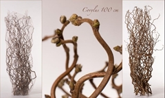 Corylus Contorta 100cm 2-year
