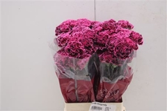 Dianthus Single Nobbio Burgundy 70cm