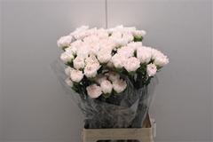 Dianthus Single Brut 70cm