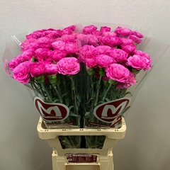 Dianthus Single Haiku 65cm