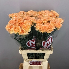 Dianthus Single Mandarin 65cm