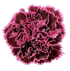 Dianthus Single Nobbio Burgundy 70cm