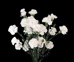 Dianthus Spray White 65cm