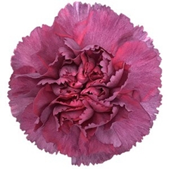 Dianthus Single Hypnosis 65cm