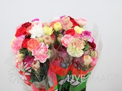 Dianthus Single Mix Rainbow 65cm