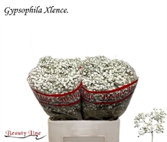Gypsophila Paniculata Xlence 60cm 10gr.