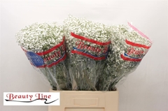 Gypsophila Paniculata Beauty Bride 70cm 25gr.