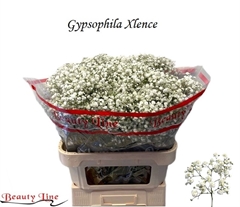 Gypsophila Paniculata Xlence 80cm 25gr.