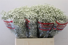 Gypsophila Paniculata Beauty Bride 60cm 20gr.