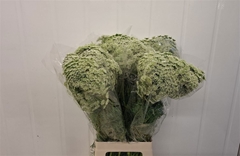 Ammi Visnaga Casablanca 75cm