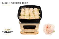 Rosa Country Spirit Wedding 50cm