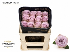 Rosa Faith 50cm