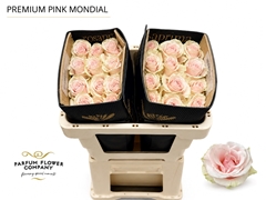 Rosa Pink Mondial 50cm