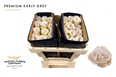 Rosa Early Grey 50cm