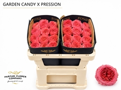 Rosa Candy Xpression 50cm