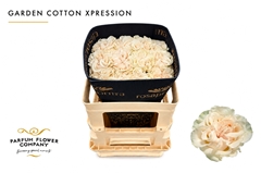 Rosa Cotton Xpression 50cm