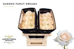 Rosa Garden Fancy Dreams 50cm