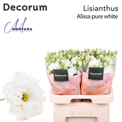 Eustoma Double Alissa Pure White 70cm