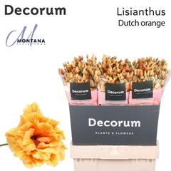 Eustoma Double Painted Alissa Dutch Orange 70cm