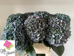 Hydrangea Pimpernel Classic 80cm 22-24cm Hd