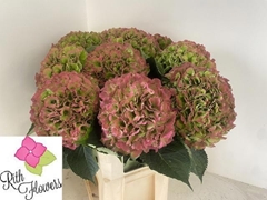 Hydrangea Verena Classic 100cm 24-26cm Hd