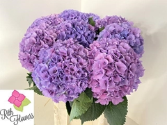 Hydrangea Royal Salute 60cm 18-20cm Hd