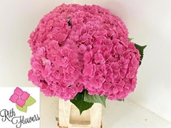 Hydrangea Royal Kiss 60cm 19-21cm Hd