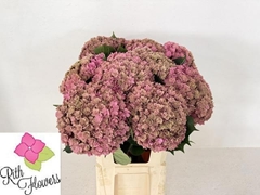 Hydrangea Royal Anastasia Classic 80cm 22-24cm Hd