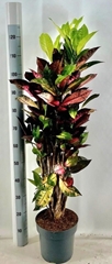 Codiaeum Small Leaf Mrs Iceton 24Ø 130cm