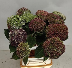 Hydrangea Revolution Classic 60cm 10-12cm Hd